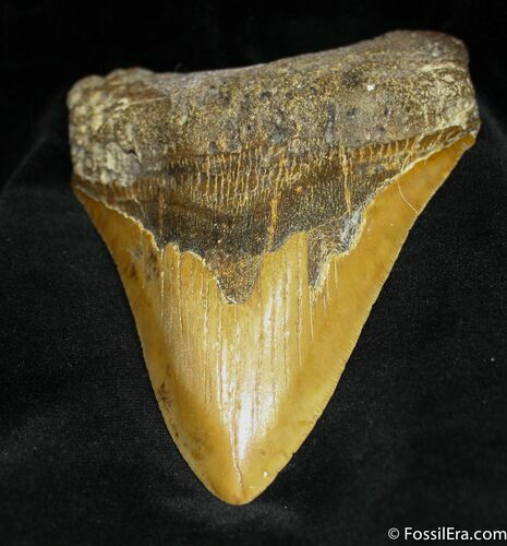 Impressive Megalodon Tooth - Inches #953